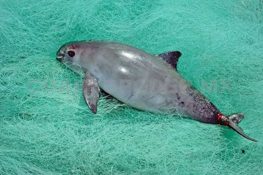 ELLITORAL_256688 |  Gentileza Vaquita marina atrapada en red.