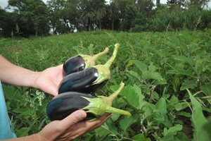Flavio Raina Las berenjenas pintan muy bien en uno de los surcos del Centro Experimental de Angel Gallardo.