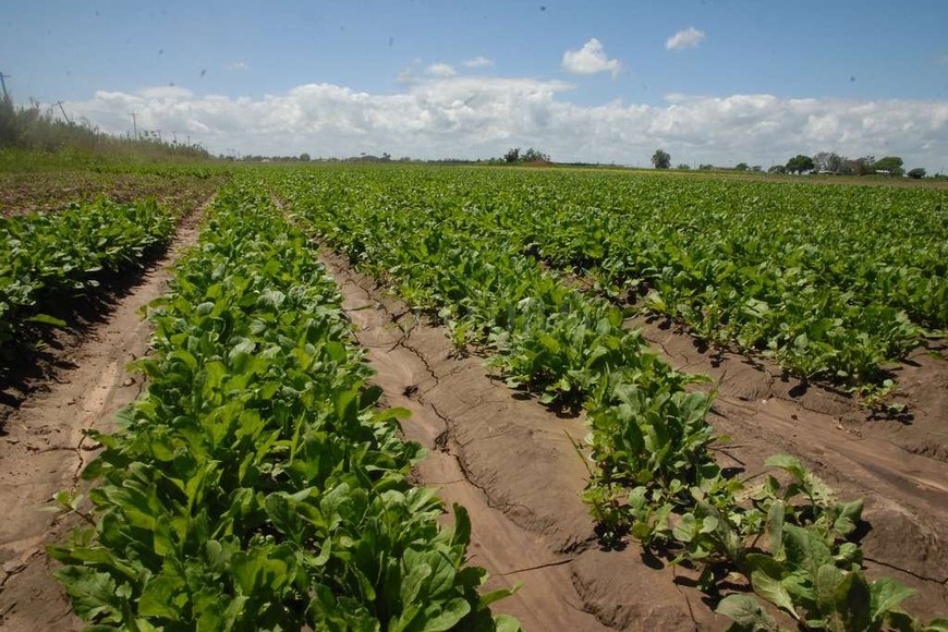 ELLITORAL_205803 | Mauricio Garín Los quinteros aseguran que no utilizan glifosato en las quintas del cinturón verde pero si plaguicidas para controlar los insectos, entre otros productos.