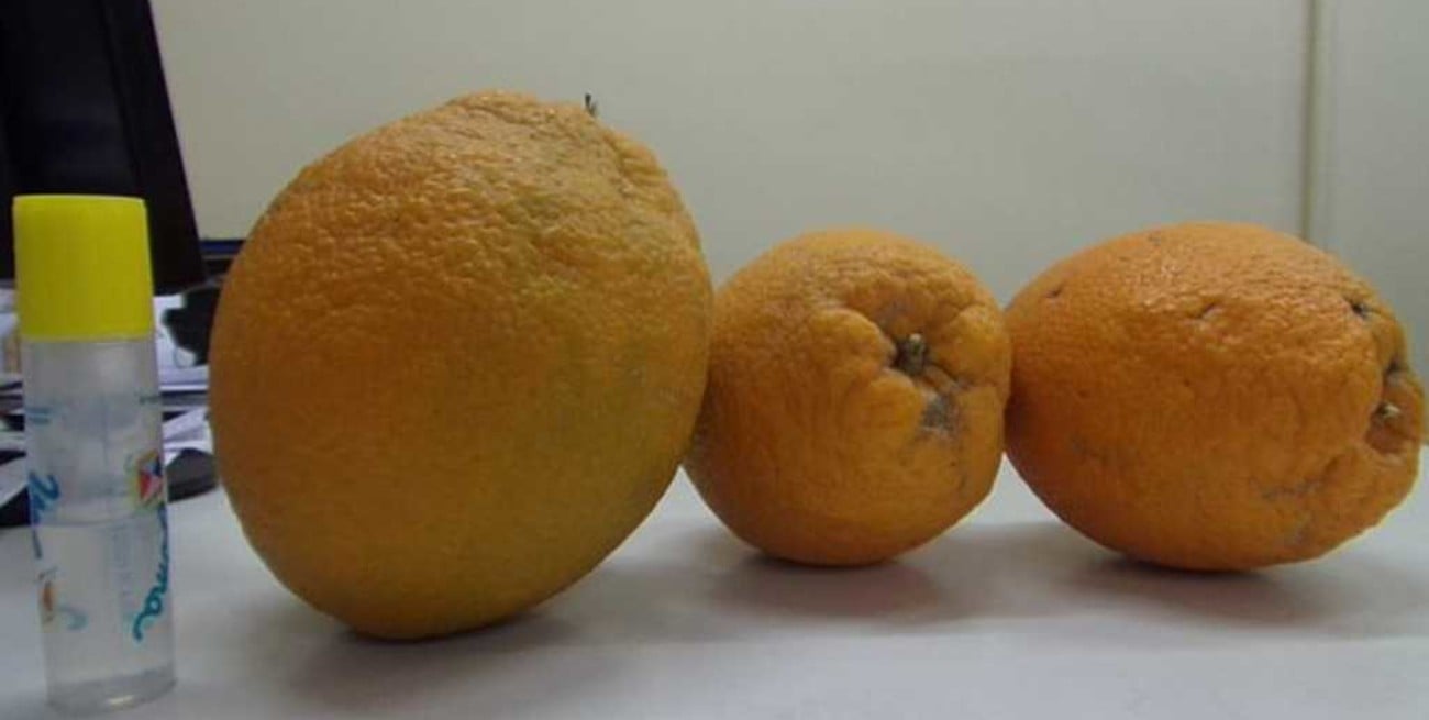 Cosecharon super naranjas que pesan más de un kilo