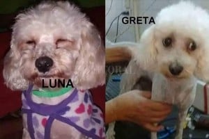 ELLITORAL_200188 |  Vía País Luna y Greta fueron intercambiadas de dueño por accidente. Ninguna regresó aún a su verdadero hogar.