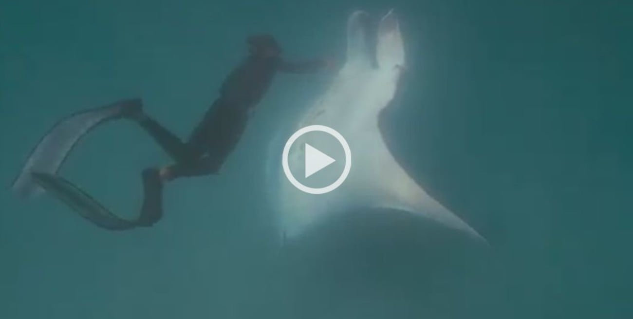 Video: Una mantarraya gigante le pide ayuda a un buceador para que le saque anzuelos de los ojos