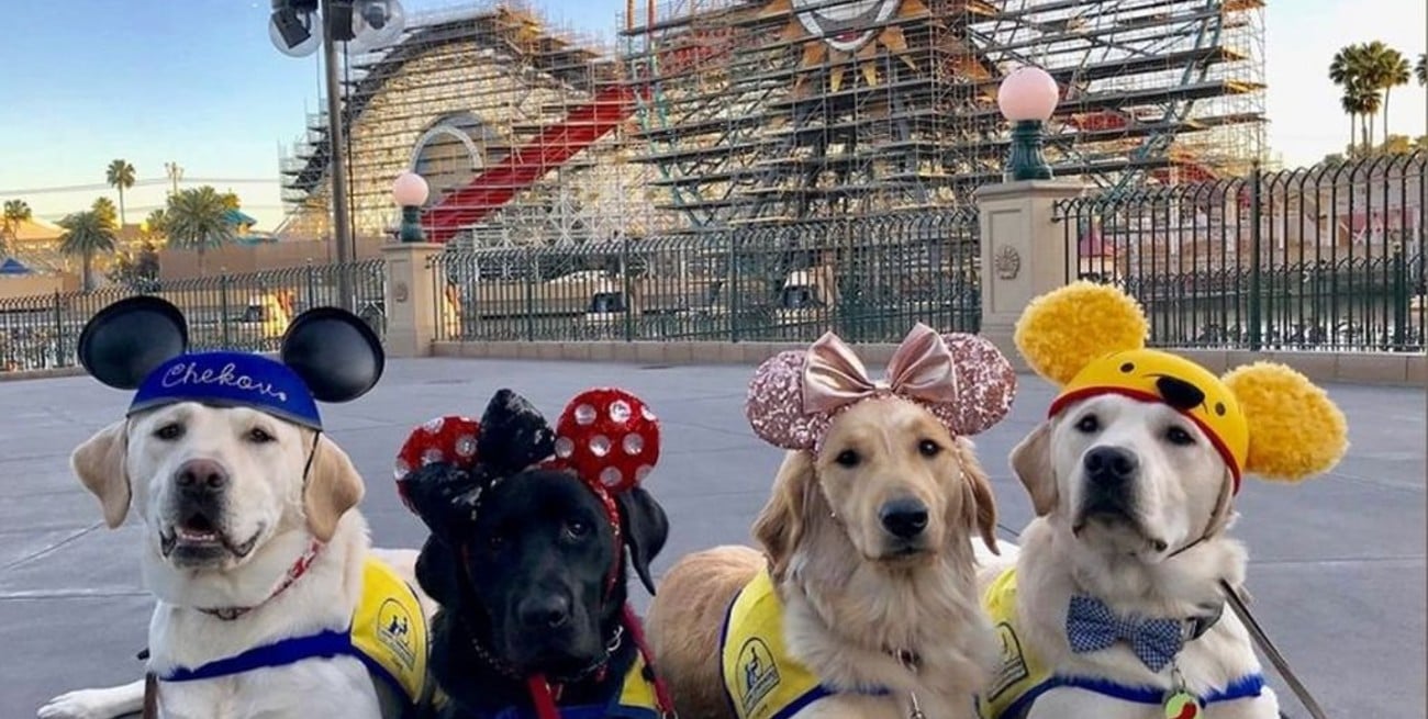 Estos perros disfrutaron de una excursión en Disney durante un entrenamiento