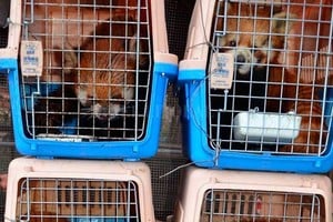 Facebook Free The Bears