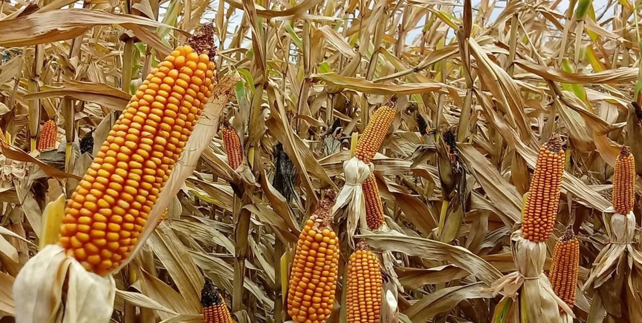  El maíz finaliza una pobre campaña, con expectativas para la nueva