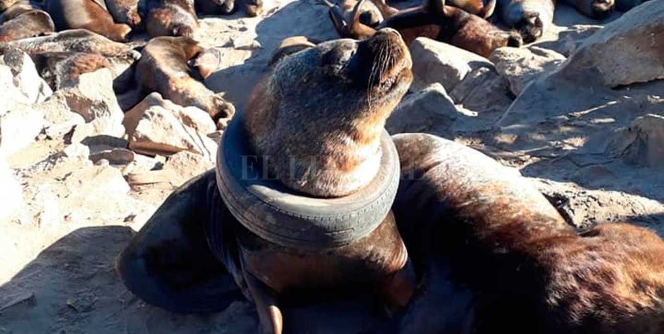 Buenas noticias: lograron liberar al lobo marino atrapado en un neumático en Mar del Plata