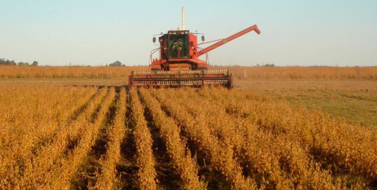 Se cosecha el girasol con buenos rendimientos y calidad en los granos