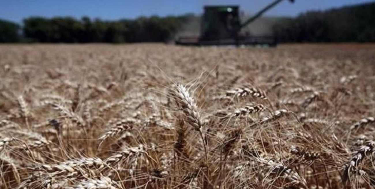 La siembra de trigo aumentaría un 5% a nivel nacional