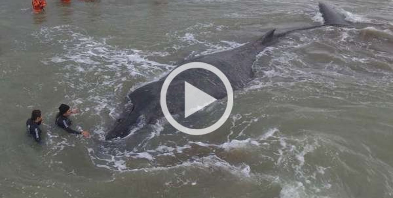 Lograron liberar a la ballena encallada en una playa de Mar del Tuyú