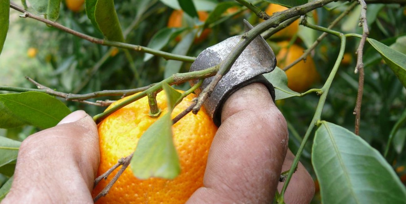 Después de 7 años, nuestro país vuelve a exportar mandarinas a China