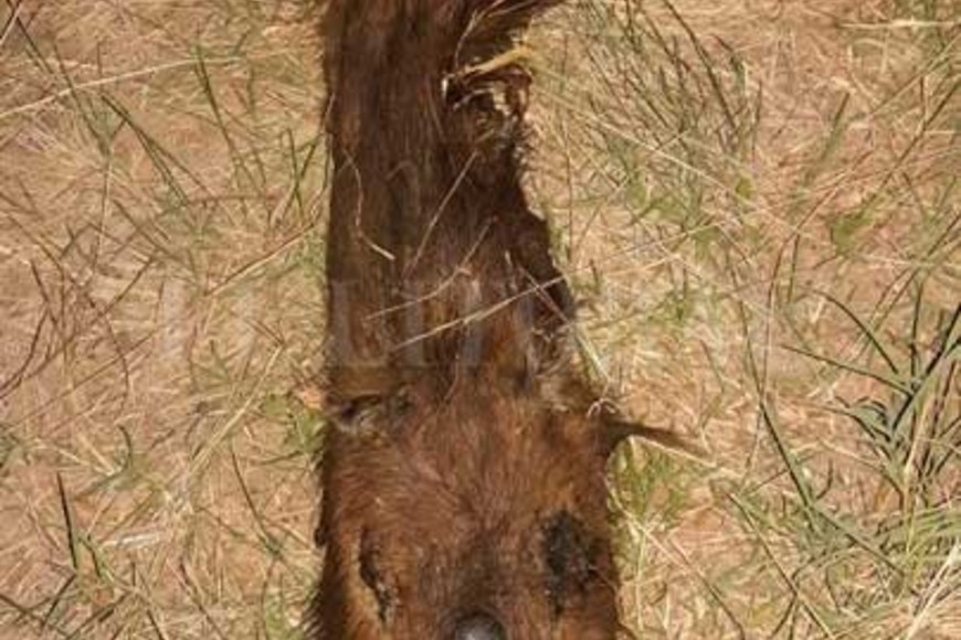 ELLITORAL_202907 |  Gentileza P. Beldomenico El cuero de uno de los animales fue encontrado este lunes, tirado e una esquina de la ciudad de Esperanza.