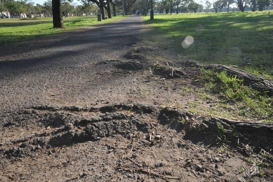 ELLITORAL_184876 |  Flavio Raina Las grietas. En el Parque Federal, la cercanía de los árboles con la carpeta asfáltica genera que las raíces levanten la traza. Los ciclistas deben maniobrar para evitarlas.
