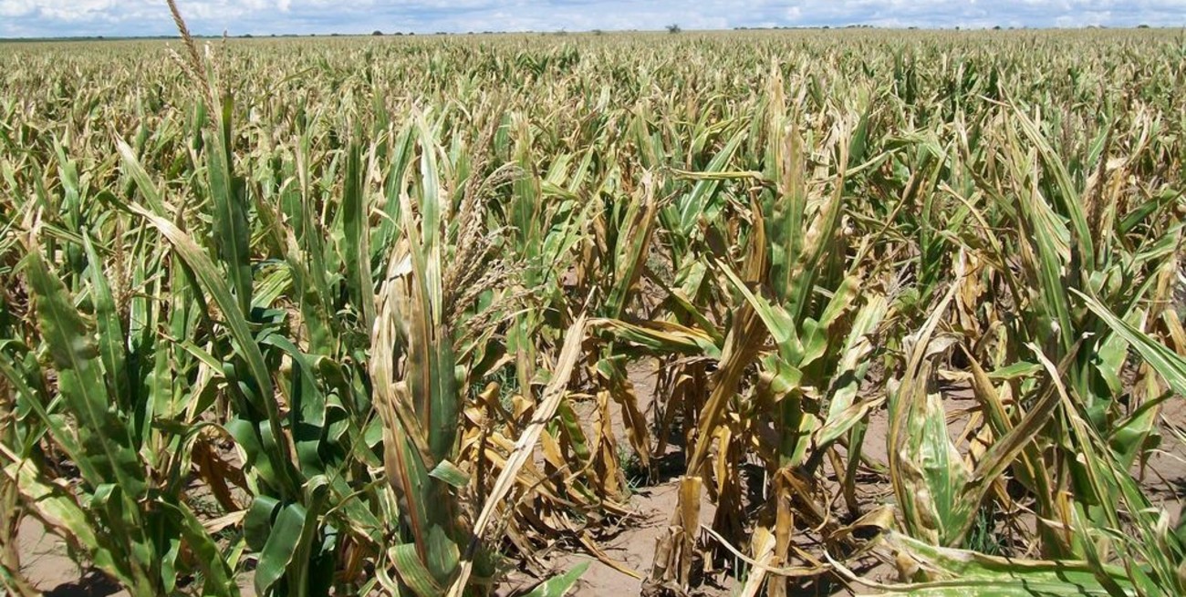 Se confirma el daño en los cultivos de segunda de soja y maíz