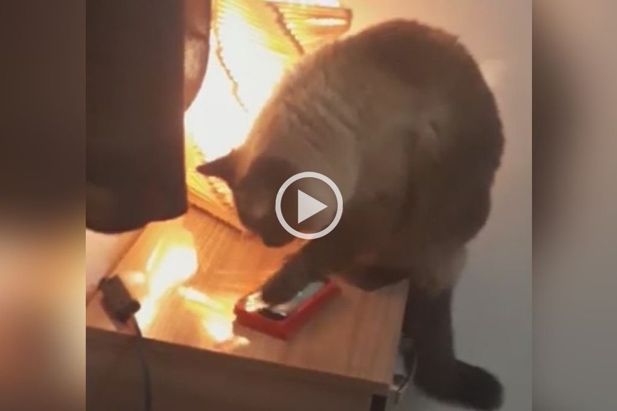 Video: tarde trabajar porque el gato apagaba la despertador - El Litoral