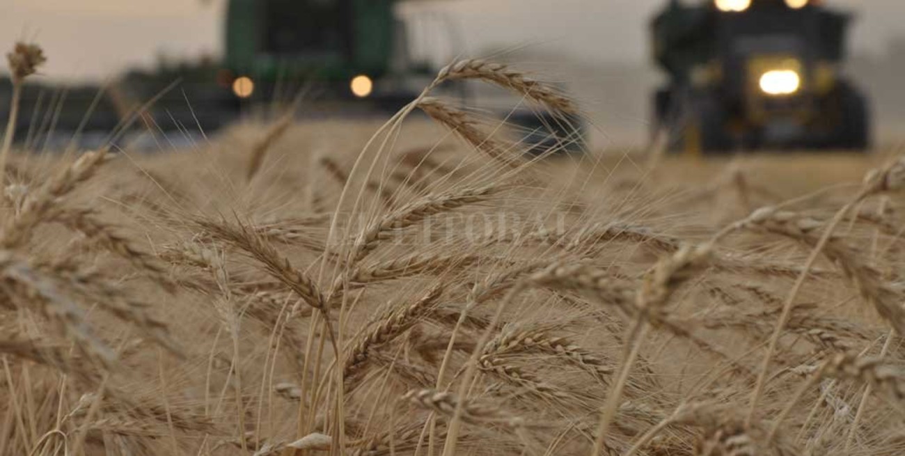 Condiciones ambientales óptimas para el trigo cuya superficie implantada alcanzó las 358.500 ha