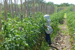 Archivo / Mauricio Garín Hay muchas medidas que se pueden tomar para evitar que queden residuos de agroquímicos en las hortalizas. Van desde las prácticas agroecológicas ?que minimizan el uso de estos productos? hasta el respeto del período de carencia y el uso de las dosis adecuadas.