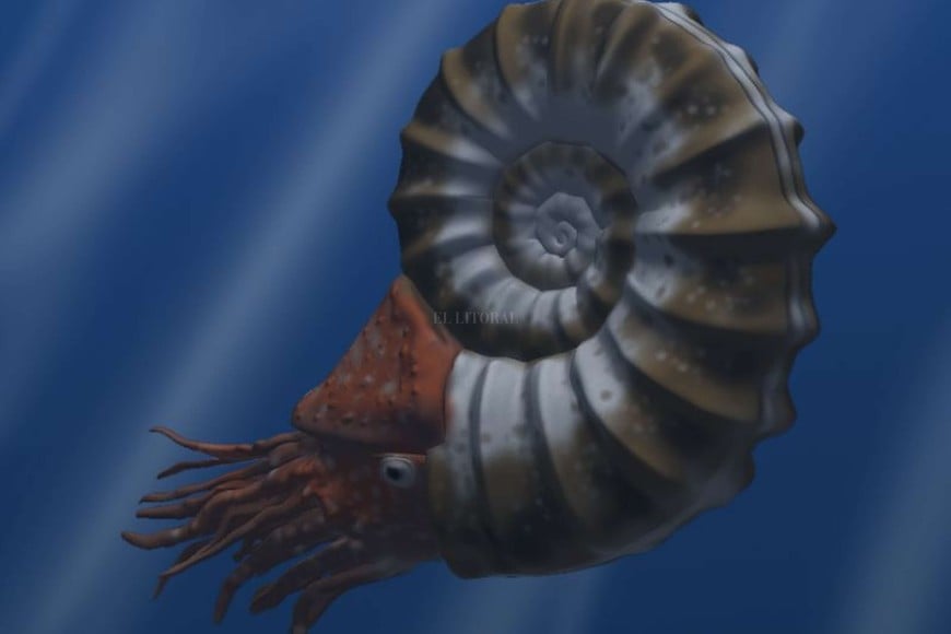 ELLITORAL_205023 |  Internet Así eran. En la era Mesozoica, las ammonites tenían una caparazón con forma de caracol. Pero el molusco es muy parecido a los pulpos que se conocen en la actualidad.