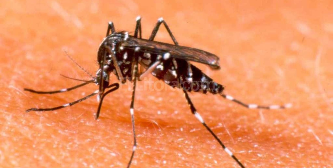 Decretaron asueto en Misiones para combatir el dengue