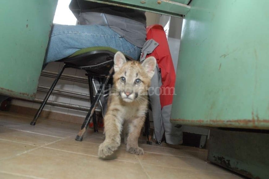 ELLITORAL_156358 |  Flavio Raina