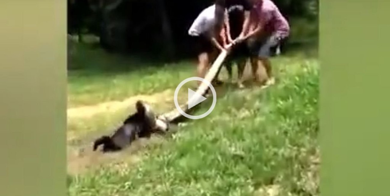 Video: rescatan a un perro que estaba por ser devorado por una anaconda