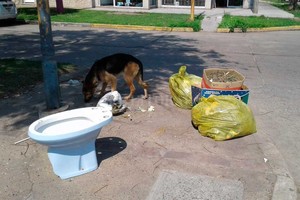 Periodismo Ciudadano / WhatsApp Basura de todo tipo. Hasta un bidet en la vereda. Los perros del barrio aprovecharon e hicieron de las suyas