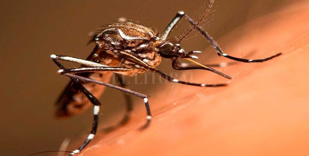 Advierten por alto riesgo de brote de dengue en Córdoba