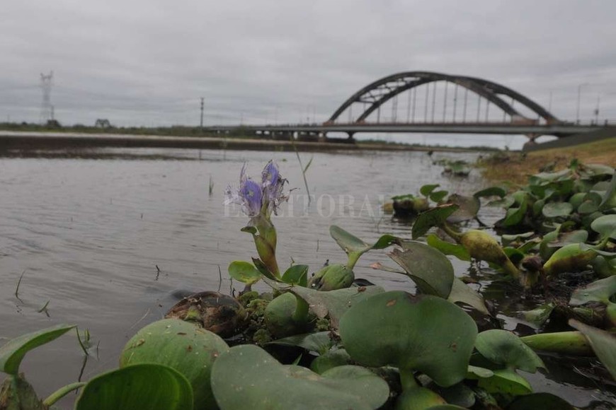 ELLITORAL_181329 |  Flavio Raina En Santo Tomé, el Salado superó el nivel de alerta y hoy midió 4,74 metros.