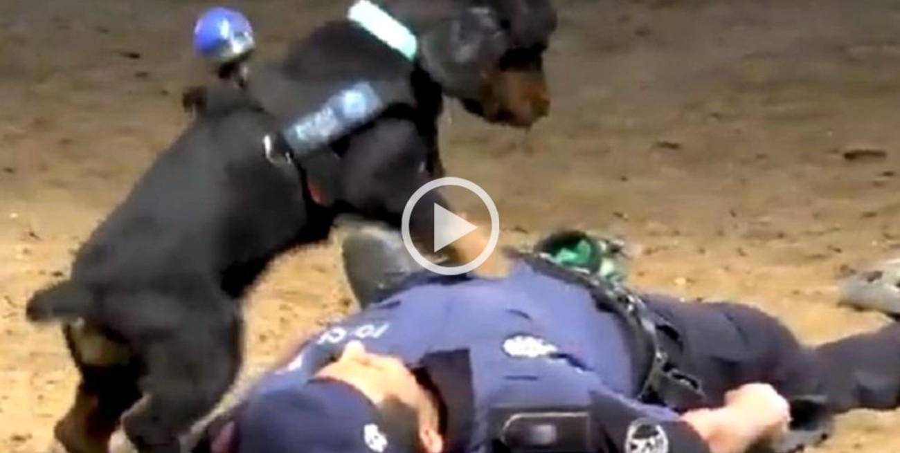 "Pocho", el perro policía que le hizo RCP a un agente, es viral