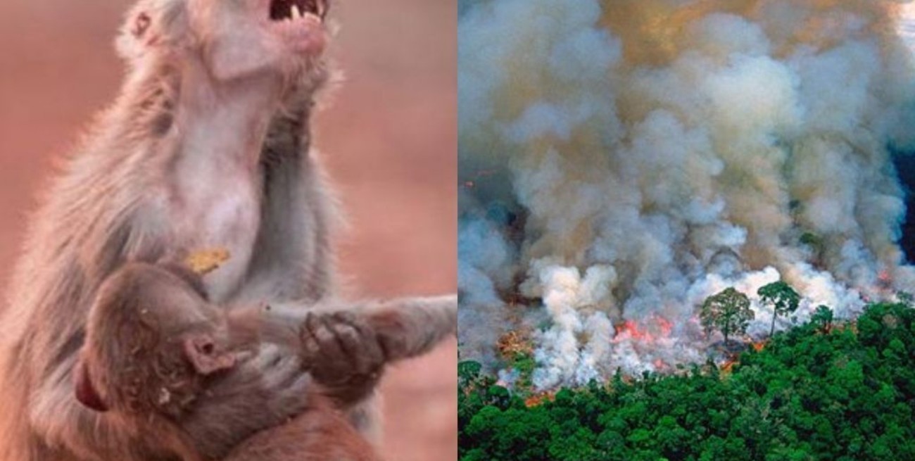 El origen de las fotos falsas de los incendios en el Amazonas