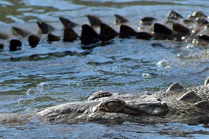 Archivo Estamos aconsejando a la gente que evite las zonas donde se encuentran estos cocodrilos devorahombres dijeron desde uno de los órganos que regulan la conservación de la vida silvestre en el país africano.