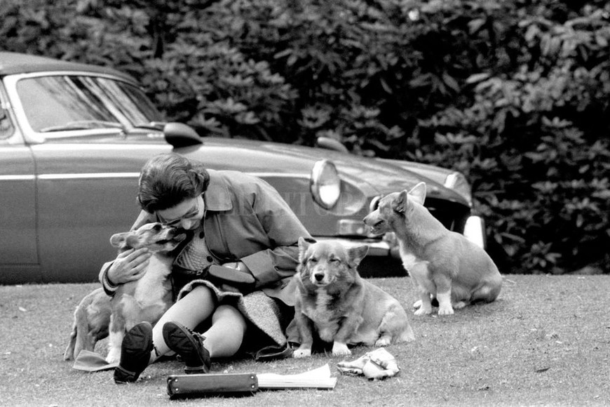 ELLITORAL_172732 |  DPA La reina Isabel II juega con sus perros el 12/05/1973 en Windsor, Reino Unido.