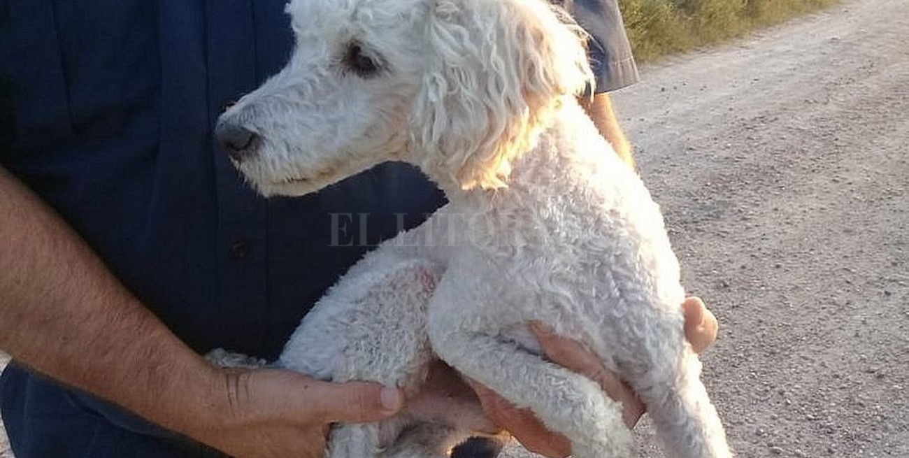 Secuestraron un perro, amenazaron con matarlo y pedían rescate: están detenidos