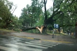 ELLITORAL_144862 |  Periodismo Ciudadano / WhatsApp A la medianoche, las fuertes ráfagas de viento cortaron cables y derribaron árboles. Foto de la plaza Constituyente