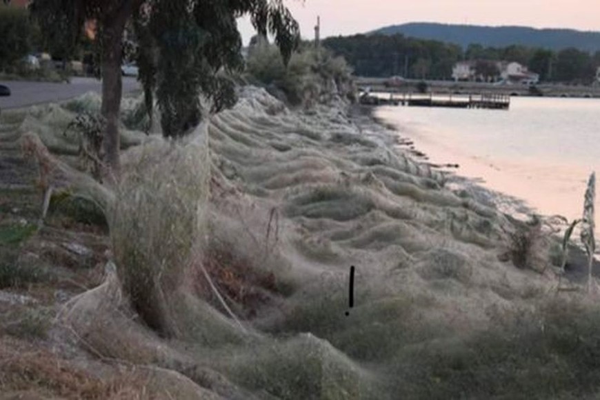 ELLITORAL_223470 |  Internet Según expertos, éste es un fenómeno estacional causado por las arañas Tetragnatha, las cuales elaboran grandes nidos para aparearse.