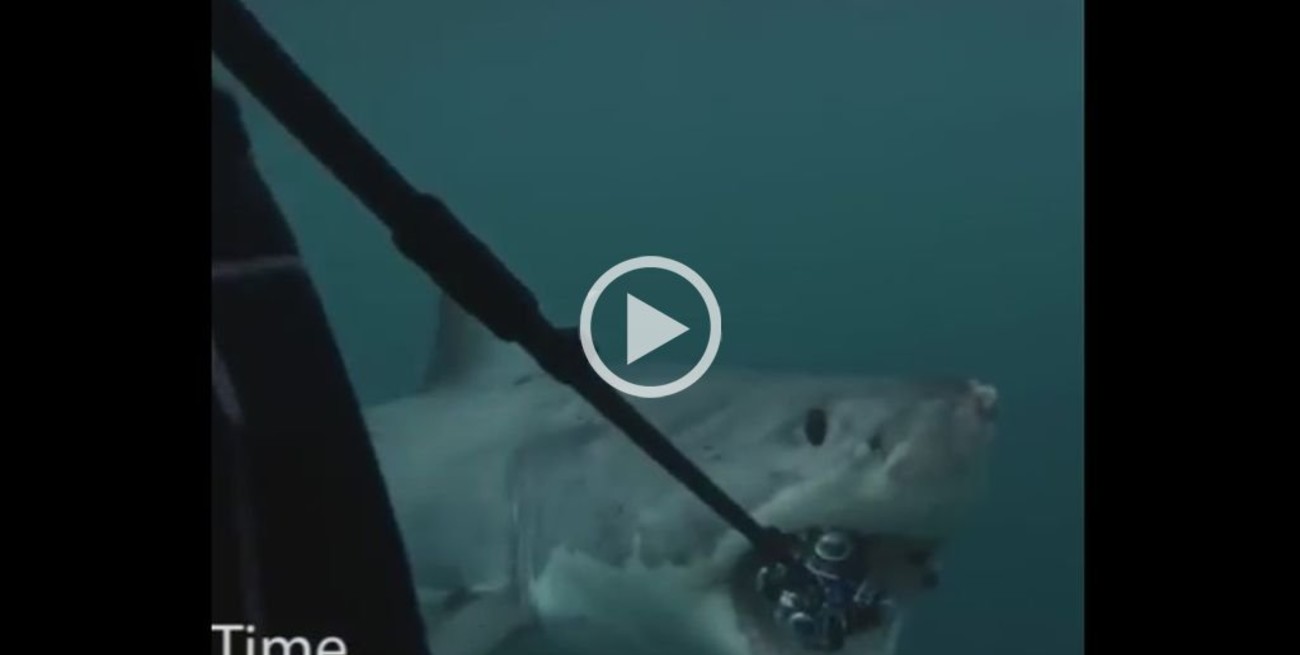 Video: Intentó filmar a un tiburón blanco y terminó perdiendo su cámara