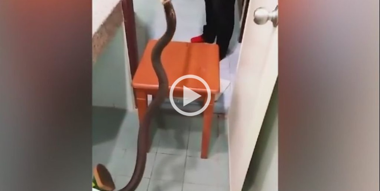Video: Fue al baño y encontró una serpiente de más de un metro en el inodoro