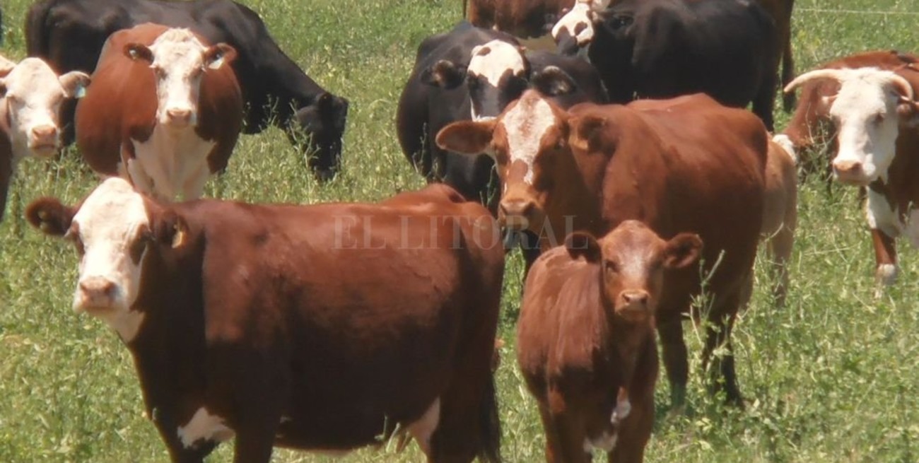 Regulaciones más duras a las importaciones por los casos de "vaca loca"