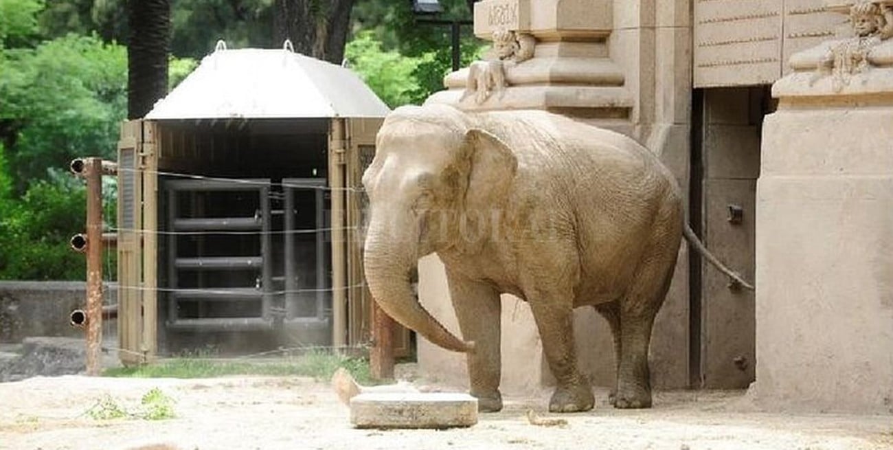 La elefanta Mara comienza la cuarentena previa a su traslado 