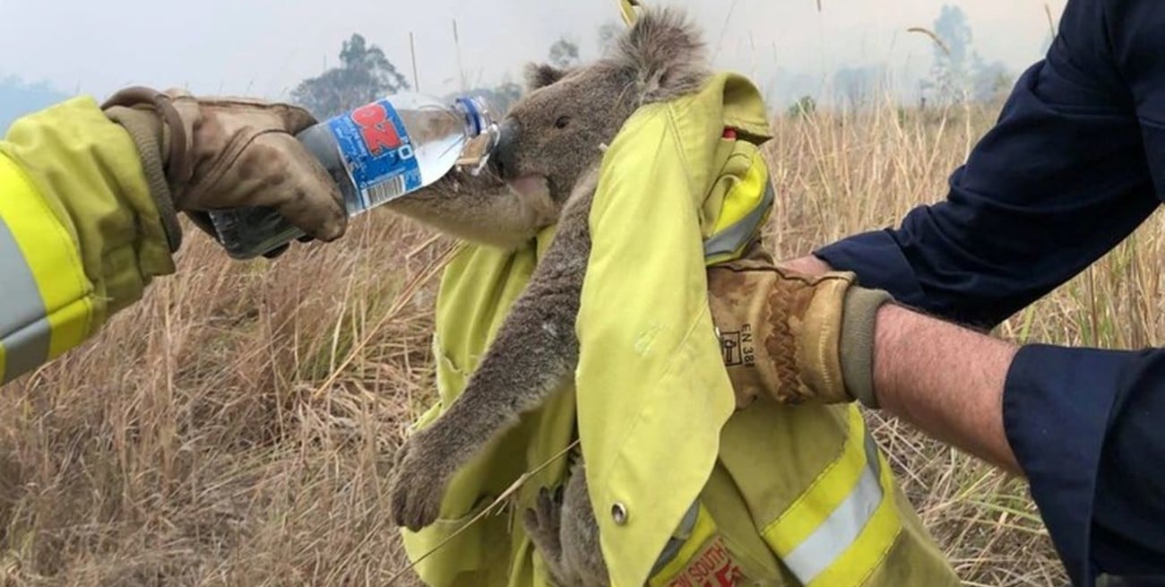 El 25% de los koalas de Nueva Gales murió por incendios