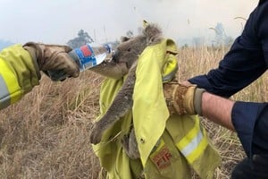 ELLITORAL_274769 |  Twitter