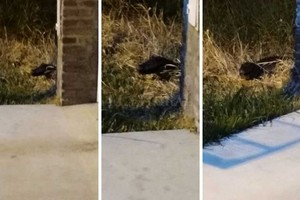 Periodismo Ciudadano / WhatsApp