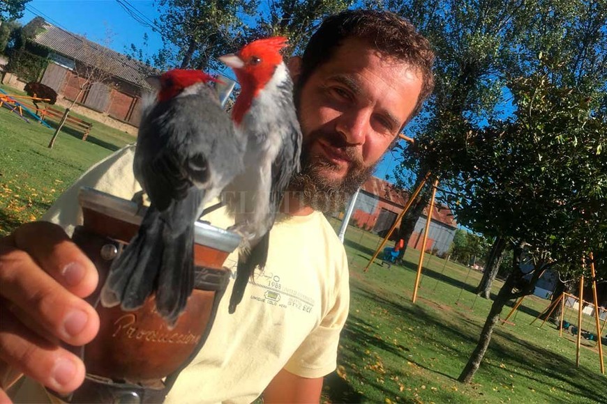 ELLITORAL_244573 |  Gentileza A los cardenales les gusta comer la yerba del mate