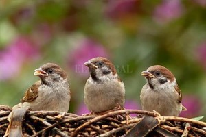 ELLITORAL_262524 |  Captura de pantalla