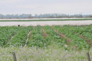 ELLITORAL_222890 |  Flavio Raina Frutilla. En Arroyo Leyes hay 20 productores, 6 de ellos ya dejaron de utilizar agroquímicos.