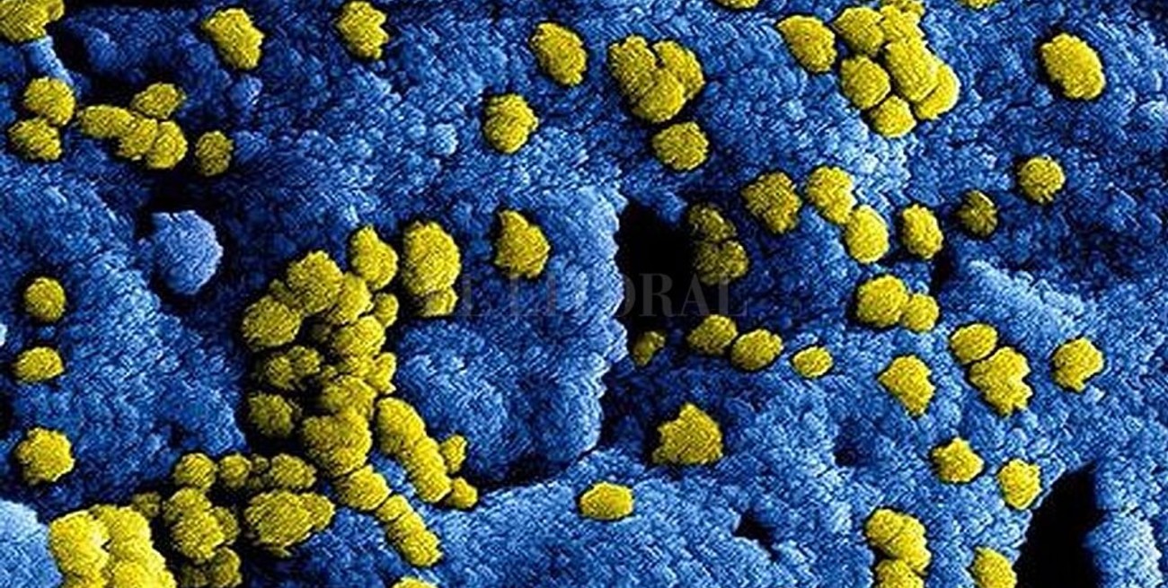Desmienten que haya un caso sospechoso de coronavirus en Brasil