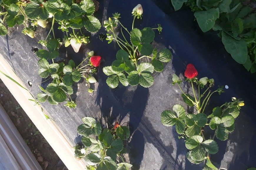 ELLITORAL_225299 | Gentileza Estas son las frutillas que se produjeron esta campaña sin utilizar productos químicos. Algunos productores aseguran que tienen un sabor más dulce.