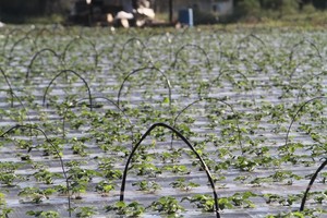 Archivo Mauricio Garín En Arroyo Leyes hay unas 100 hectáreas sembradas con frutillas, sobre todo, y también hortalizas, según la estimación de la Comuna.