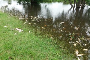 Periodismo Ciudadano / WhatsApp