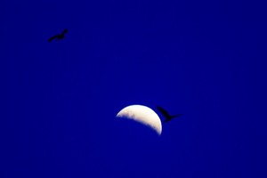 ELLITORAL_254514 |  Télam Eclipse de Luna visto desde el Estuario de Río Gallegos. Río Gallegos, Argentina 16 de Julio de 2019.