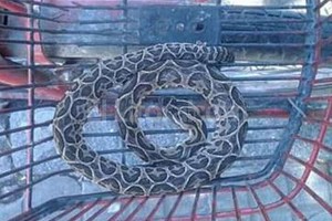 ELLITORAL_143847 |  Periodismo Ciudadano